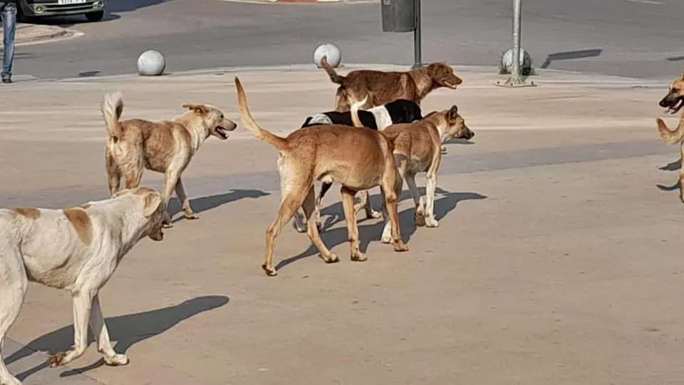 الكلاب الشاردة قنـ.ـابل موقوتة في شوارع لبنان...!
