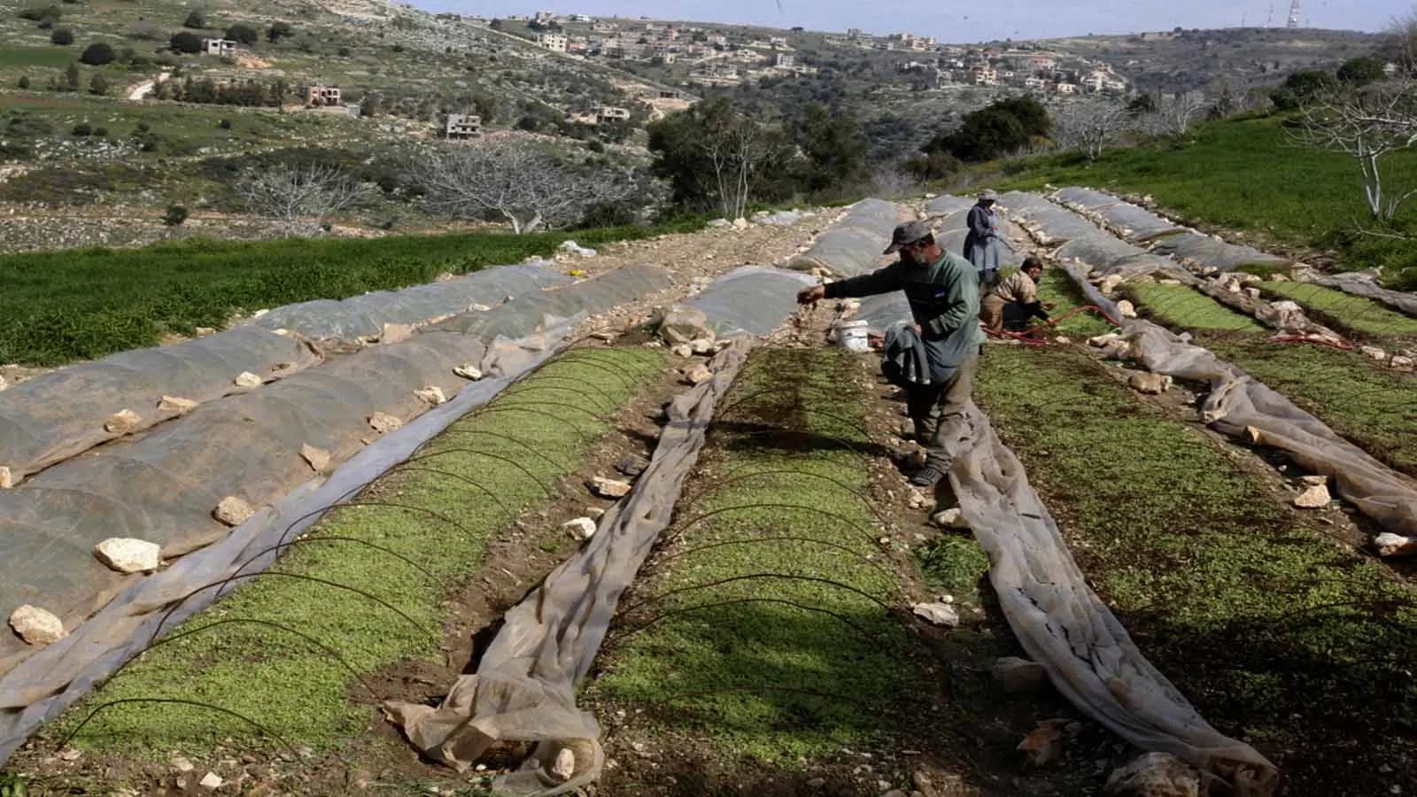 طلب عاجل من "مزارعي الجنوب"!