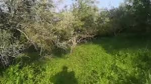 العثور على جثة شاب في أحد حقول هذه البلدة!