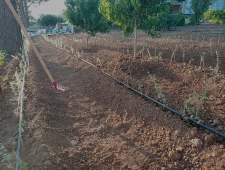 الذهب الأخضر: مبادرة في راشيا لزراعة الزعتر في ظل الأزمة الاقتصادية والاجتماعية الكبرى