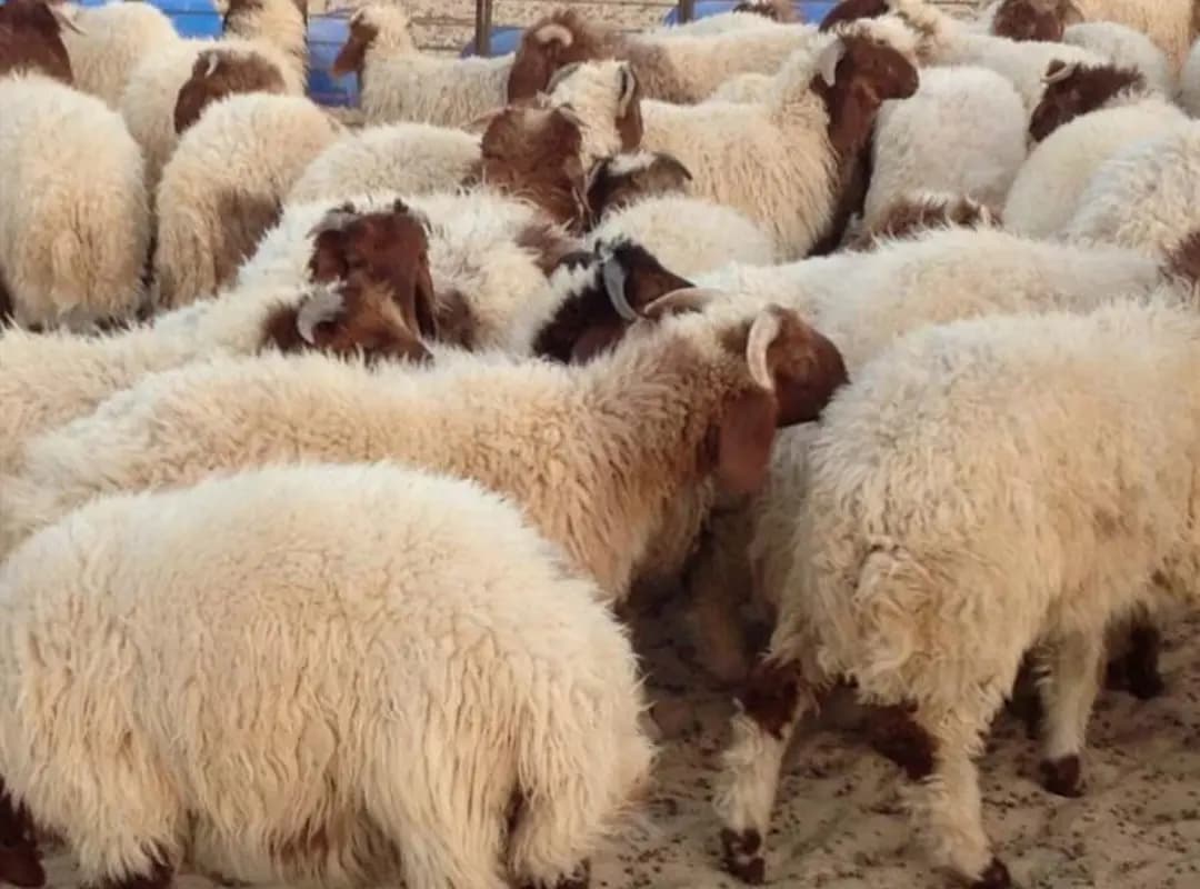 أصعب عيد أضحى يمرّ على لبنان: الأضاحي للأغنياء واللّحم المثلج للطبقة الوُسطى!