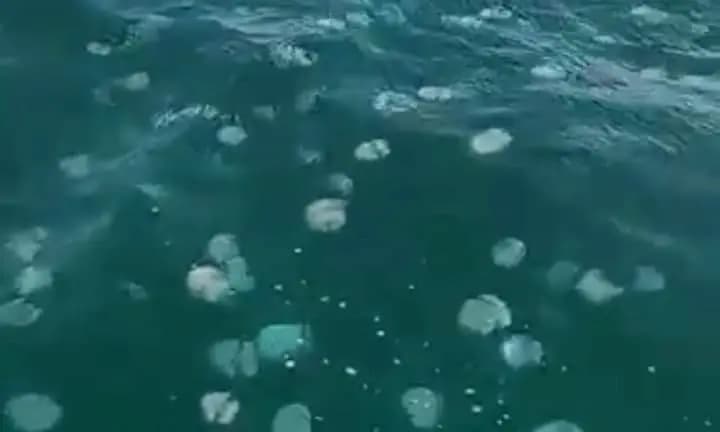 قناديل البحر تغزو الشواطئ اللبنانية