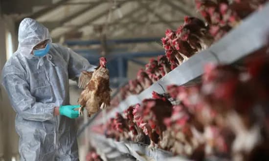 الصين.. أول إصابة بأنفلونزا الطيور لهذا العام