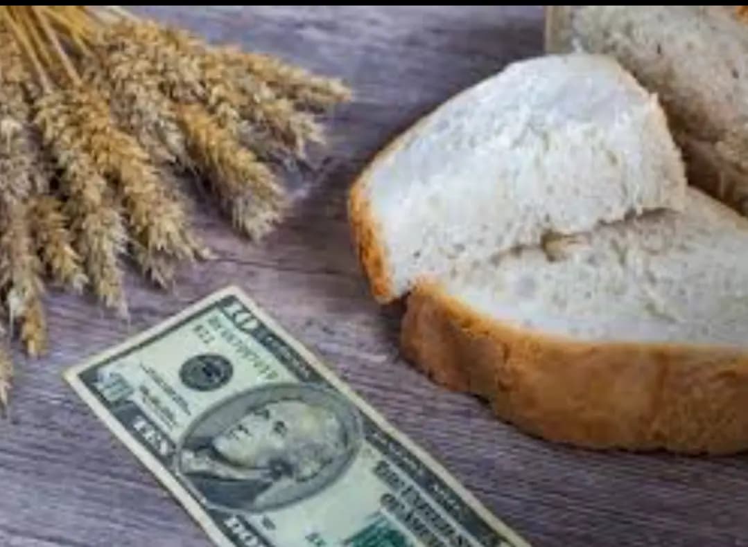 أسعار عقود القمح تتراجع بنحو 5% بعد توقيع اتفاق الحبوب بين موسكو وكييف