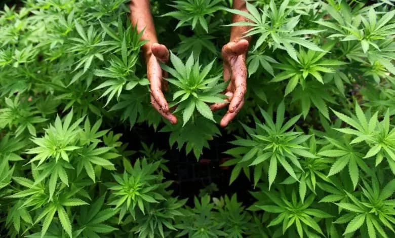 "القنب الهندي".. هذا ما أوصت به لجنة الزراعة