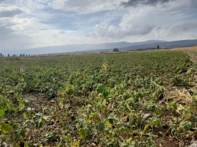 الجيش الإسرائيلي يعتقل مزارعا في الجنوب