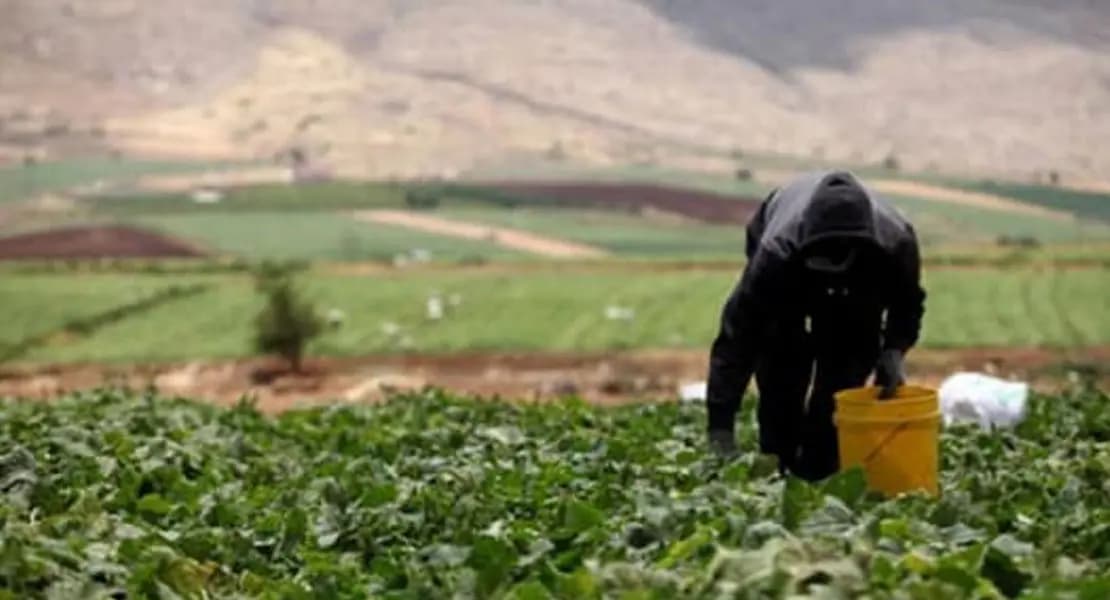 مساعدات مالية لمزارعي التبغ في قرى المواجهة الجنوبية