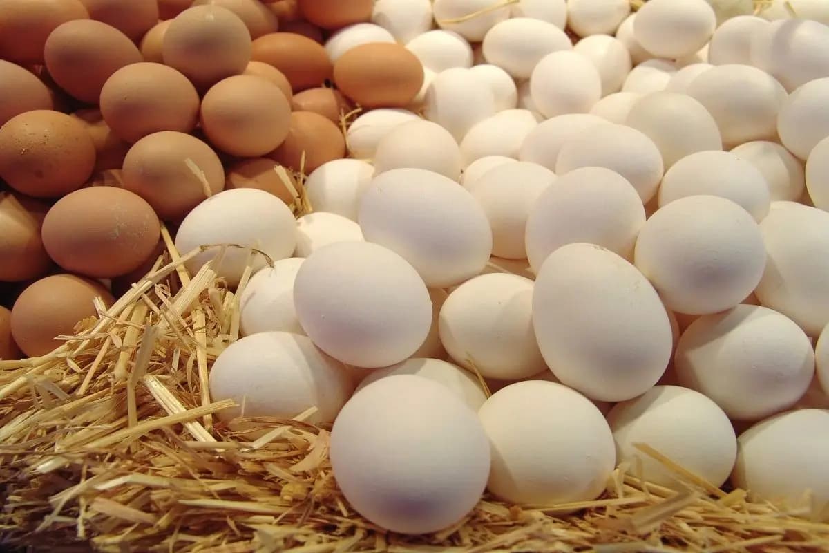 أسوشيتد برس: مؤشر البيض.. أغلى الدول في أسعار البيض