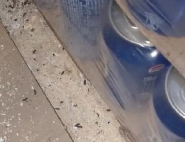 محضري ضبط بحق مطعمين