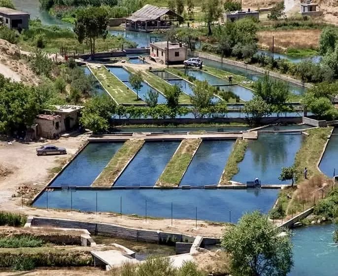 "أسماك نافقة" تغزو الأسواق والزراعة تتحرك