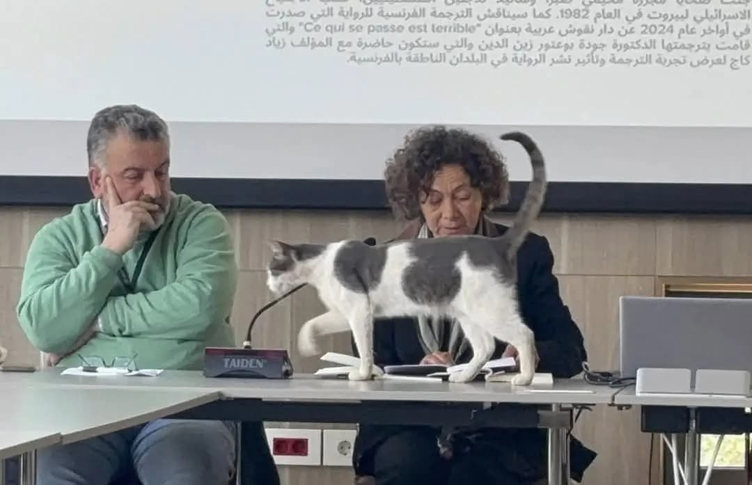 هرة تخطف الأضواء في ندوة بالجامعة الأميركية