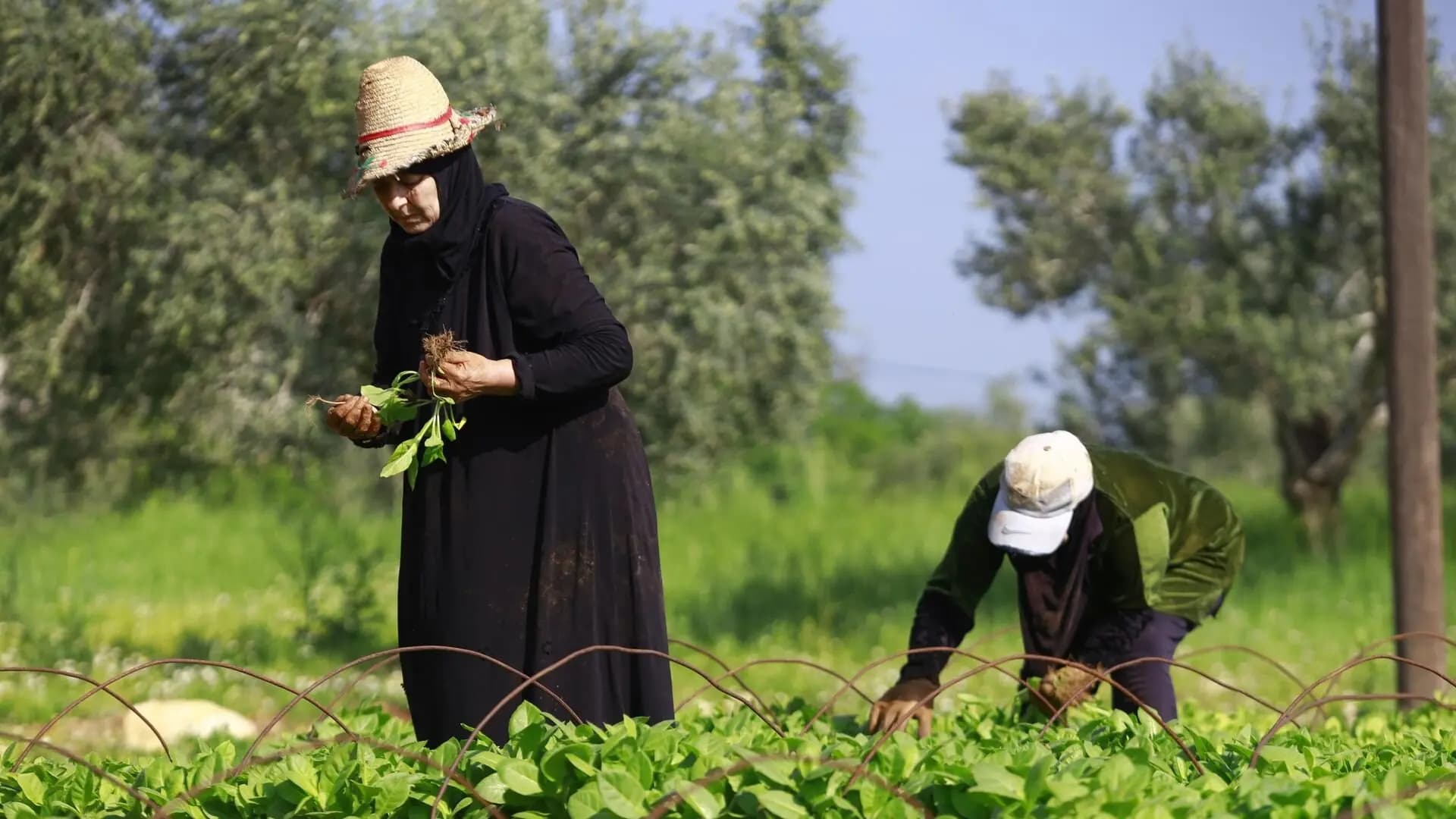 بشرى للمزارع الجنوبي!