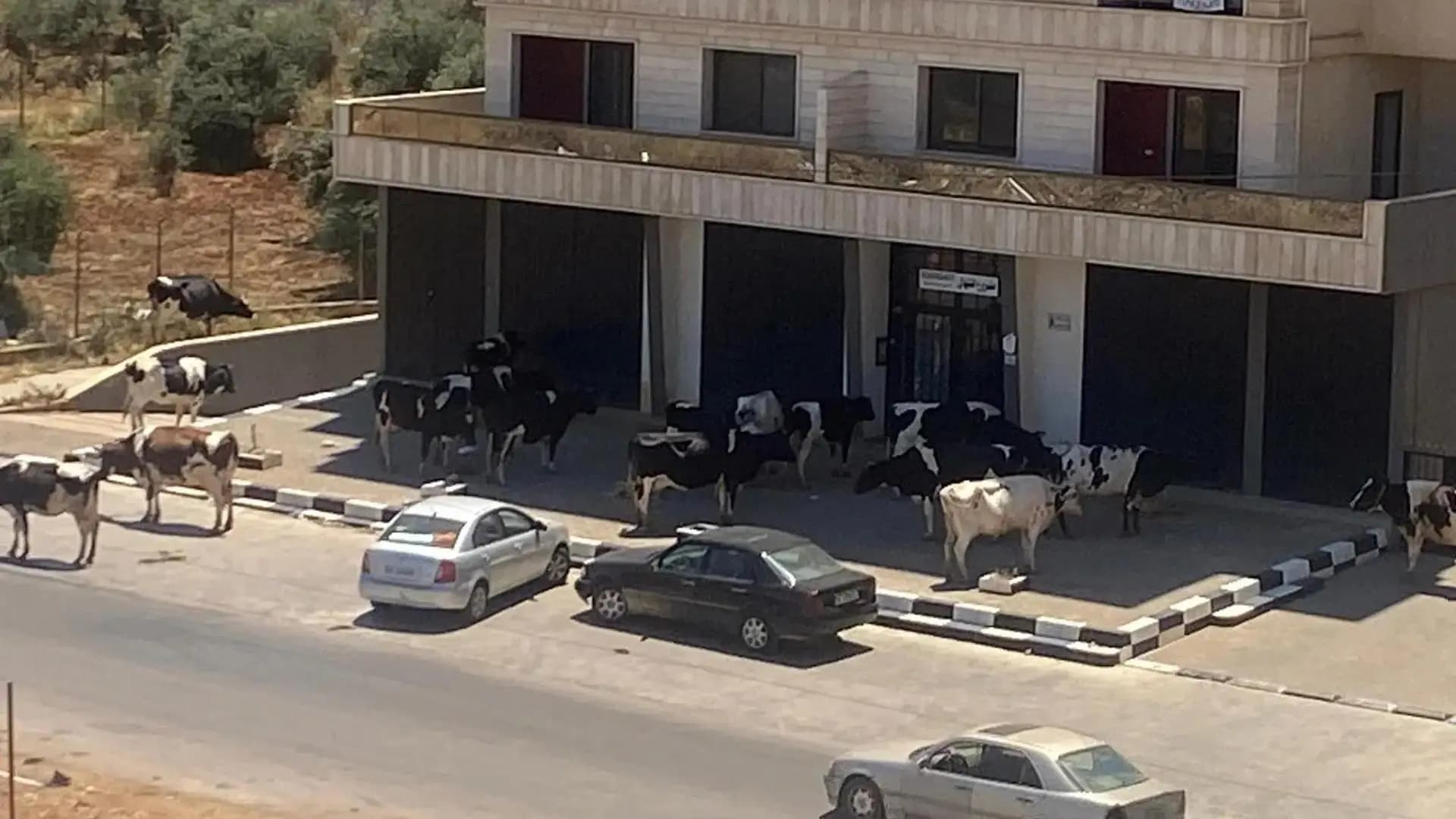 "الأبقار تحاصرنا".. مناشدة من طرابلس!