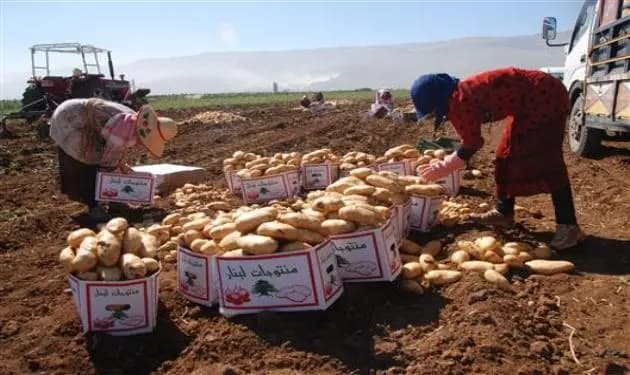 دعوة لإعلان حالة طوارئ زراعية
