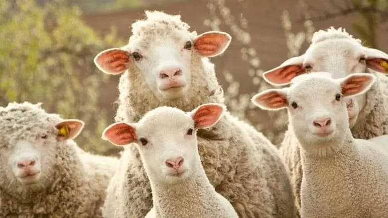 تراجع حاد في الأضاحي وارتفاع غير مسبوق بأسعار اللحوم!