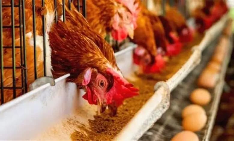 بطرس رئيساً لنقابة الدواجن: القطاع تعافى