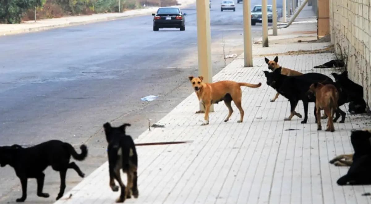 لمعالجة ظاهرة الكلاب الشاردة.. "الزراعة" تطلق آلية لتطبيق خطة TNVR