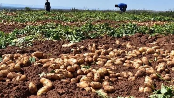"انحدار غير مسبوق".. الترشيشي: الموسم الزراعي كارثي