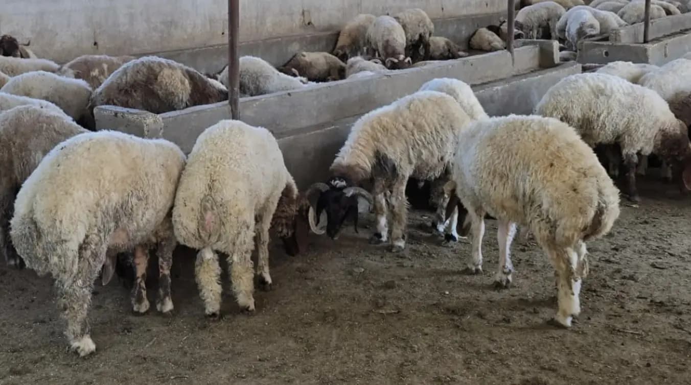 ذبح خراف نافقة في بعلبك