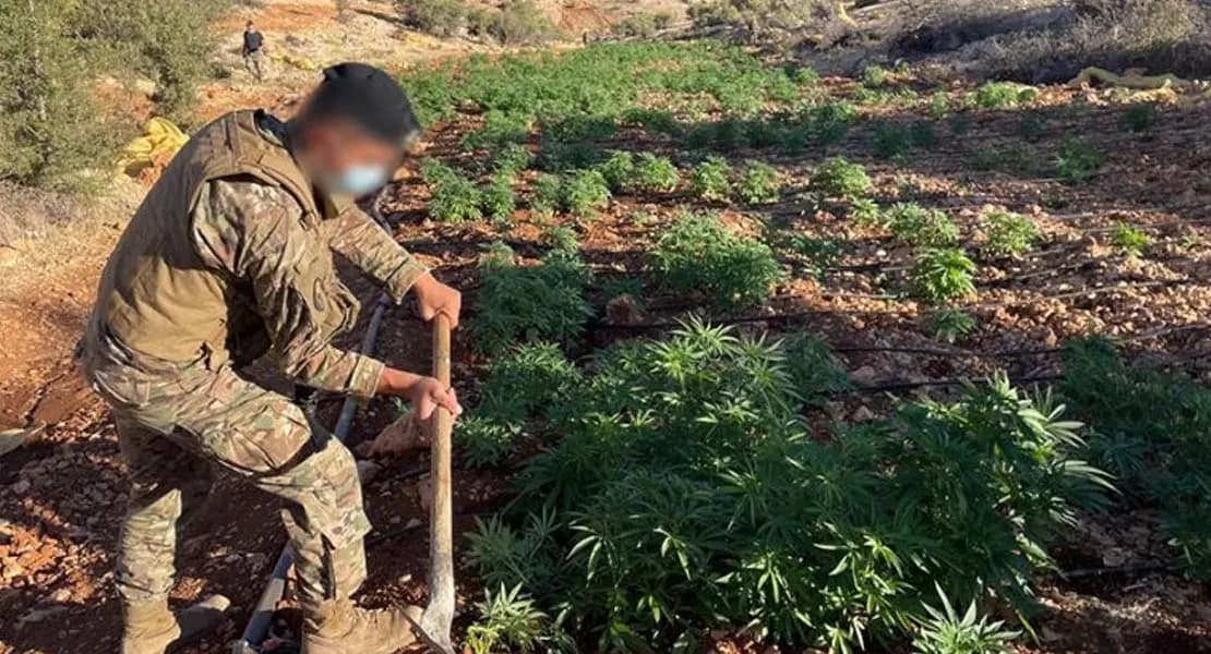الجيش يتلف مزرعة حشيشة