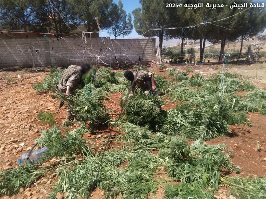 خيم الحشيشة تسقط في يد الجيش
