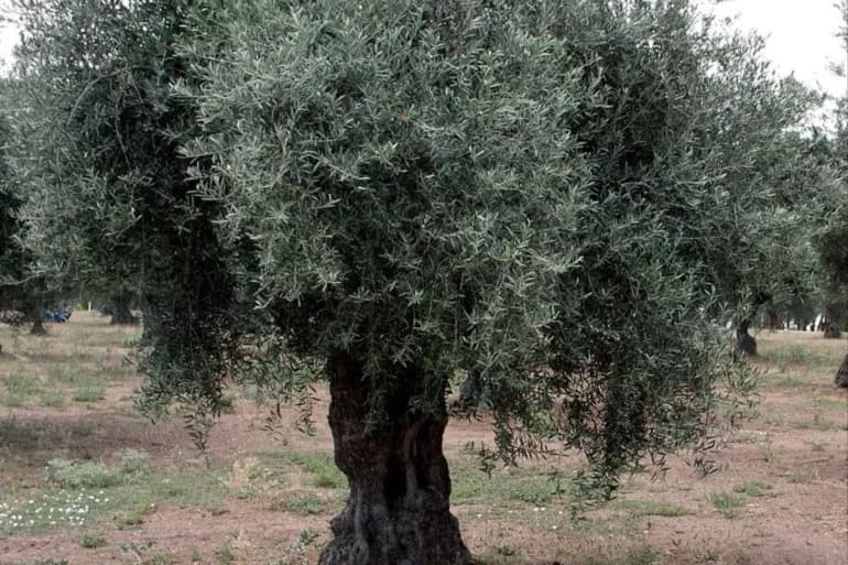 تحديد أجرة "فرط" و"لمّ" الزيتون.. كم بلغت؟