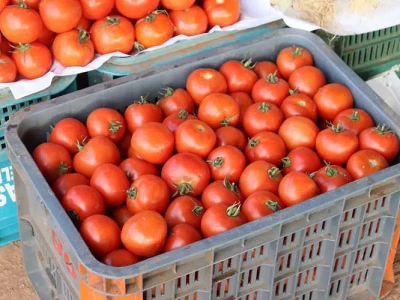 في طرابلس.. بندورة مهرّبة!