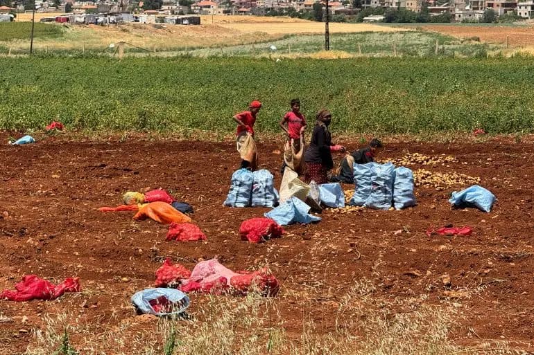 المُزارعُ في انتظارِ الأمطارِ ليعملَ ولبنانُ يخسرُ زراعةَ القمح