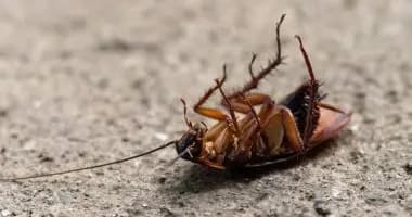 ابتلعت صرصورًا.. ورشت المبيد داخل فمها!