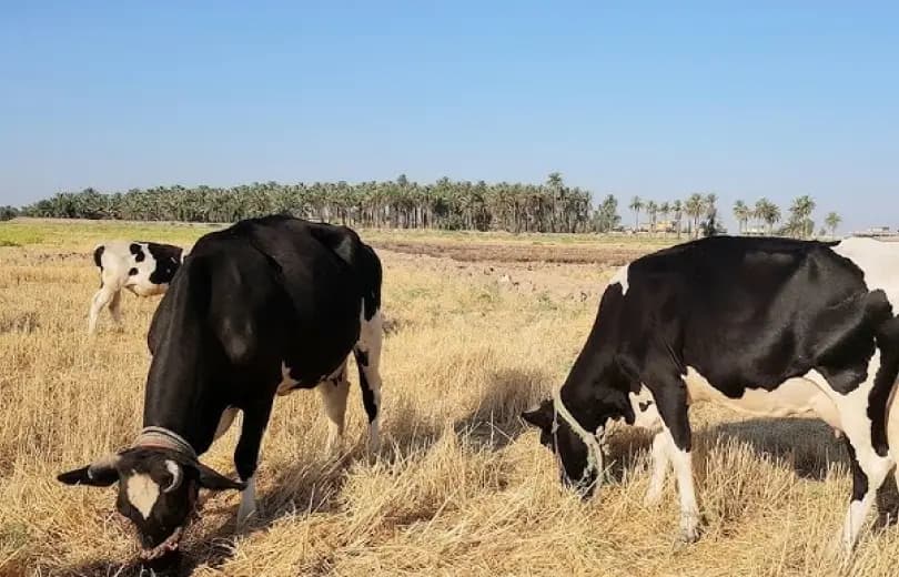 "لتحصين الأبقار في البقاع الغربي".. الحملة انطلقت