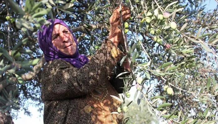 غُشٌ وتهريب .. سعرُ "زيت الزيتون" نار