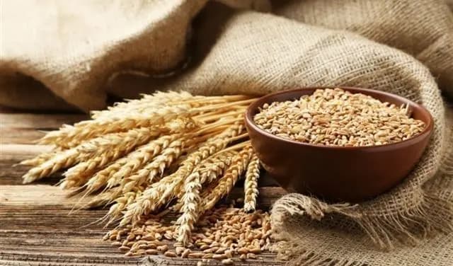 إطلاقُ الخطّة الوطنيّة لزراعةِ القمحِ في لبنان...