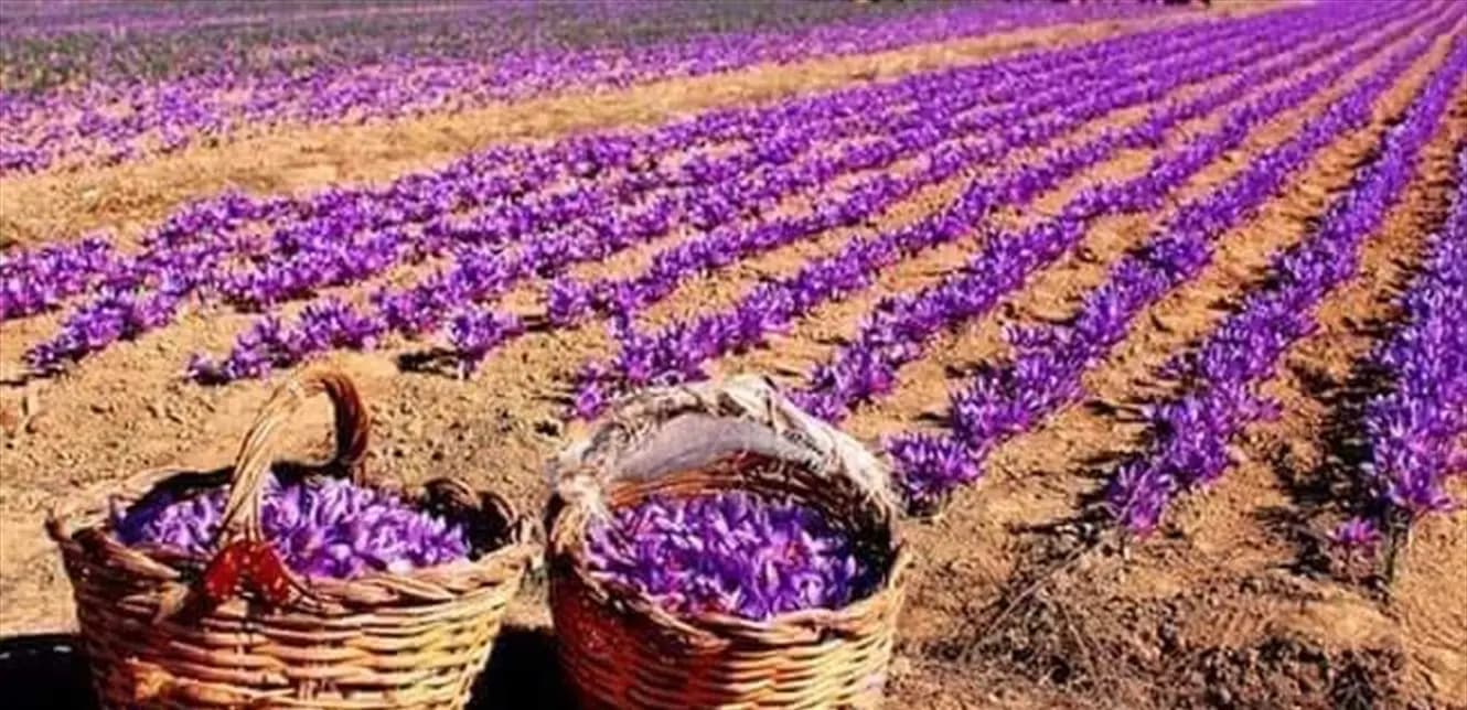 "الذهب الأحمر" ينقذُ آلاف العائلات في لبنان!
