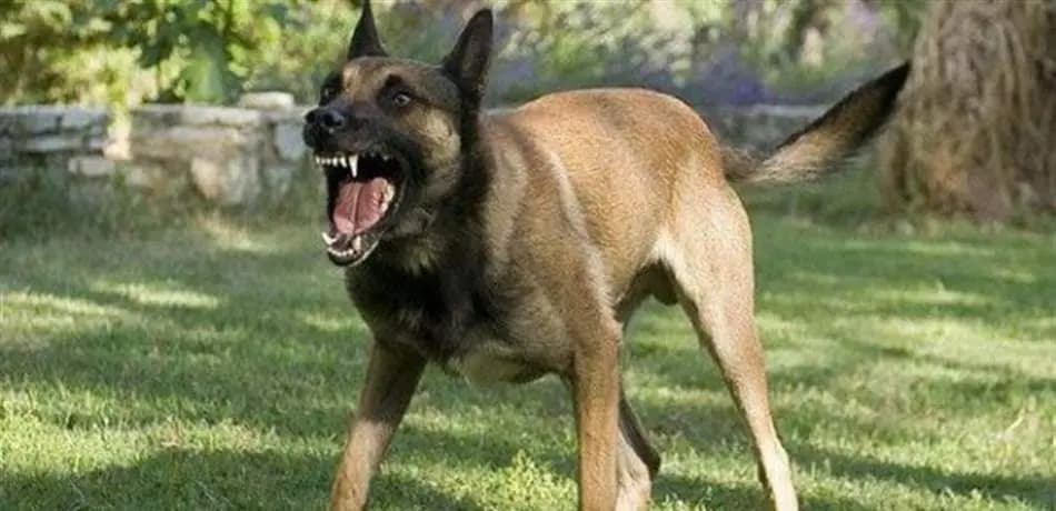 إحذَروا...كلب شارد يهاجم النّاس في هذه المنطقة!