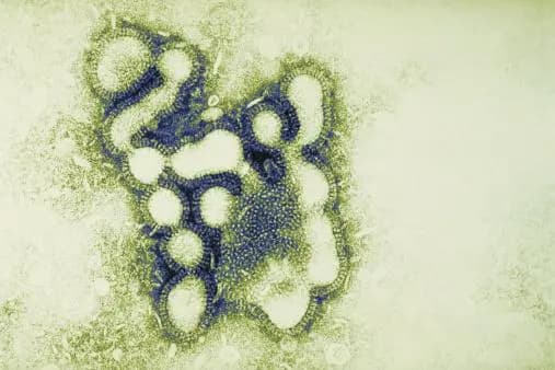 فيروس "H1N1 أو "كورونا"؟
