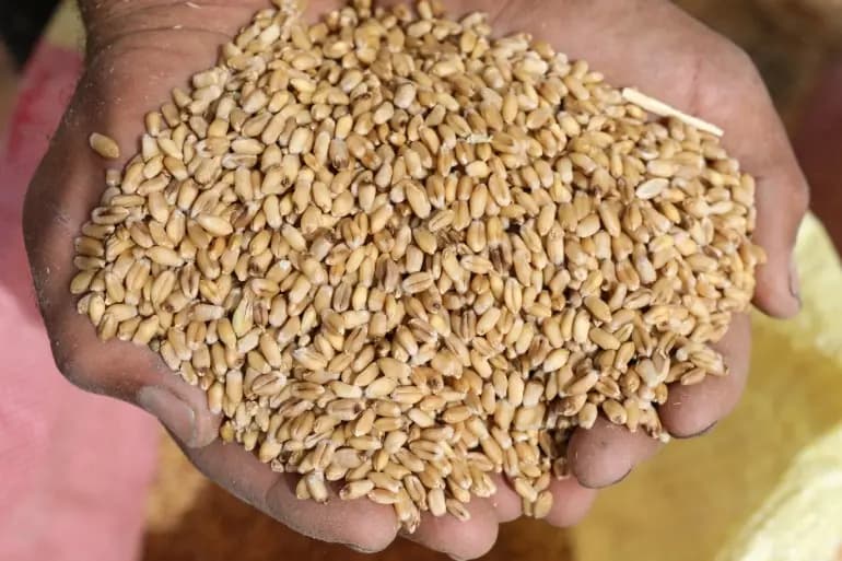 صدور المناقصة العامة لشراء القمح