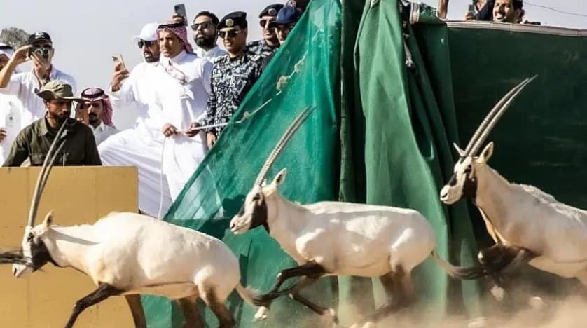 لأول مرة منذ 100 عام .. في محمية "نيوم"!