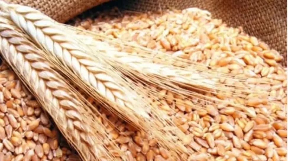 انطلاق عملية توزيع القمح الطري