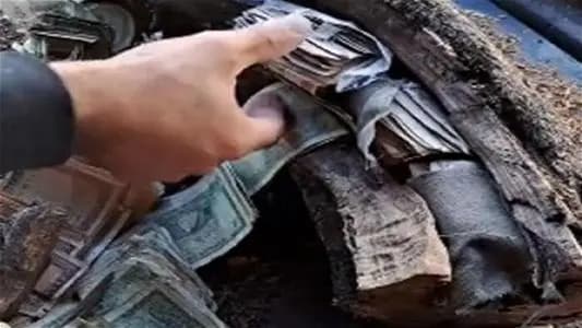 لبناني يعثر على كنز .. داخل شجرة!