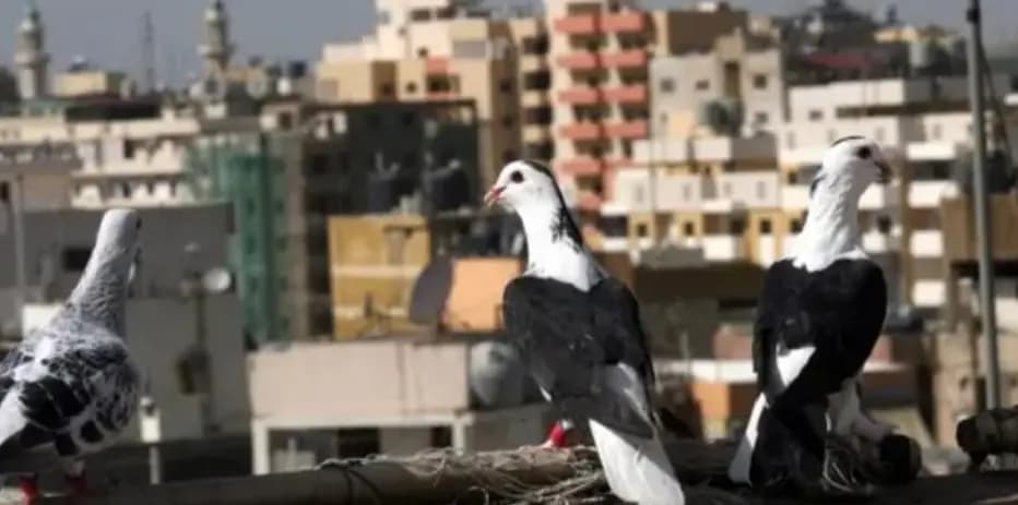 كشّ الحمام: مطاردات بين الطيور... ومع القوى الأمنية