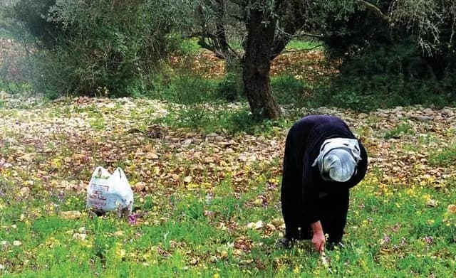 شعب عايش عالـ "حشيش"!