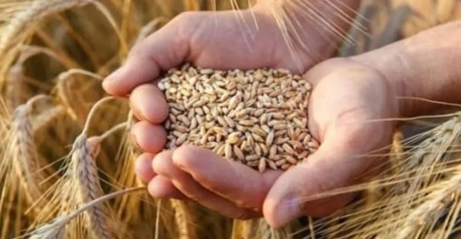 إعادة الكشف على باخرة القمح