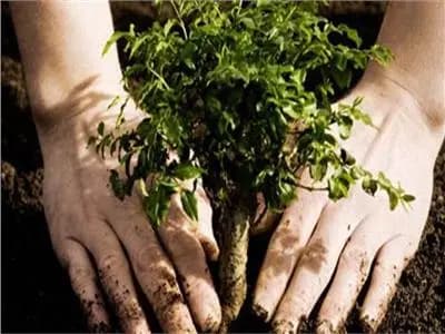 البيئة اللبنانية نحو حملة "المليون شجرة"!