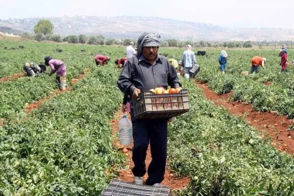 مزارعو الجنوب يرفعون الصوت: لا للمنافسة السورية