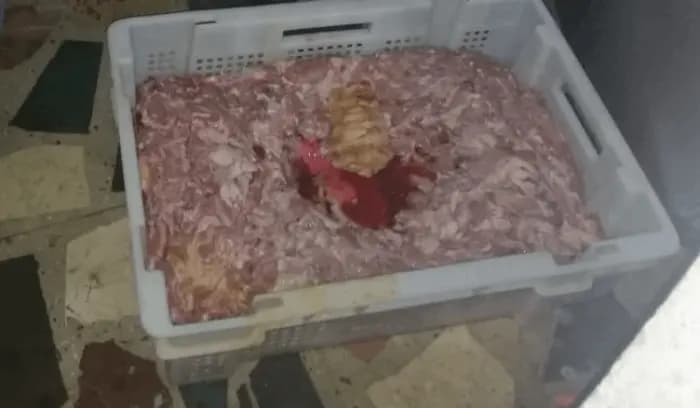 لحوم فاسدة في طرابلس!