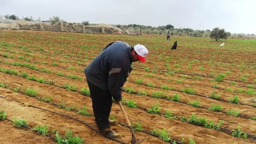 التحديات الزراعية.. محور "اجتماعات عربية" في سوريا!