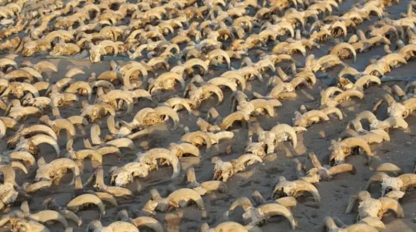 عبادة غير مسبوقة للكباش في مصر!