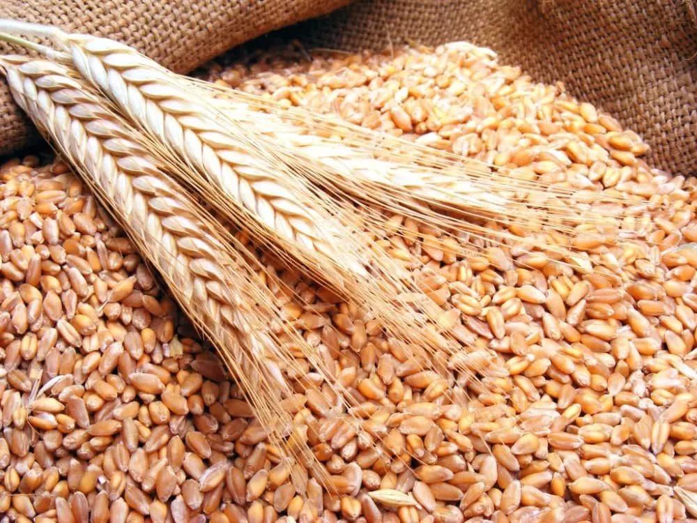 بالأرقام: الجوعُ والأمنُ الغذائي في المنطقةِ العربيّة