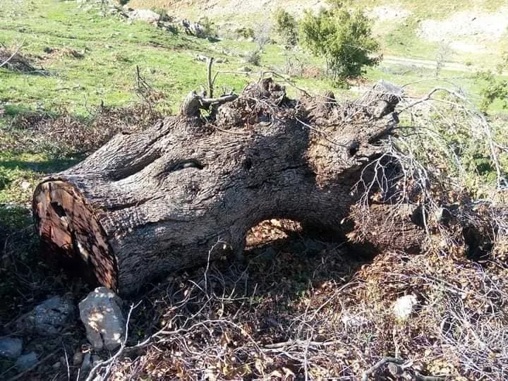 جريمة بحقّ البيئة في "راشيا"!