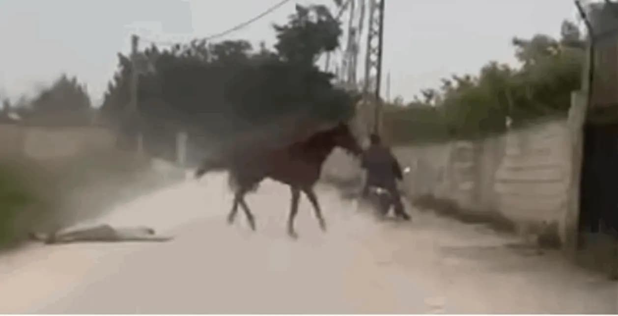 حصانٌ يوقعُ جرحى في صور!